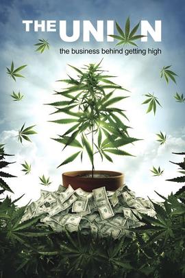 大麻调查